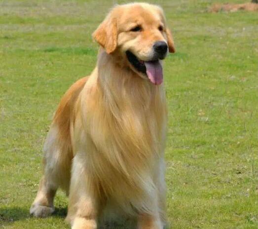 金毛犬喜歡亂叫怎么辦？輕松解決金毛犬亂叫壞習慣的方法
