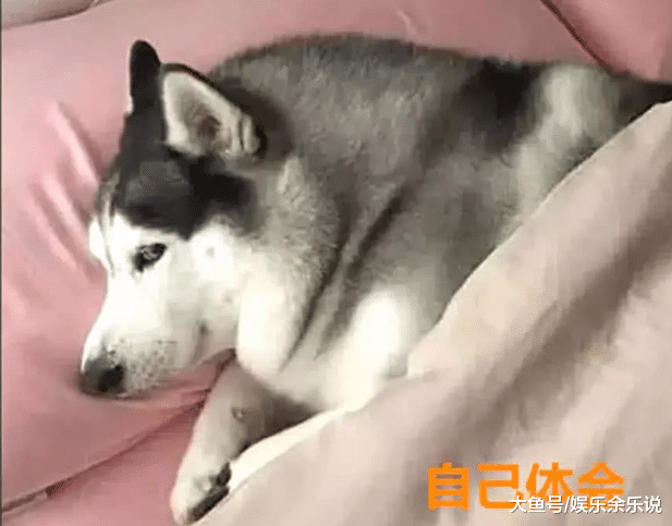 让二哈叫女儿吃早餐，半小时后还没动静，开门一看，无法淡定了