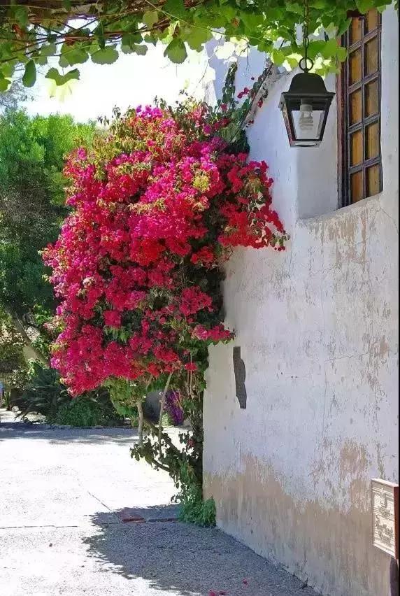 愿你在养老之时，有个农家小院可忙活