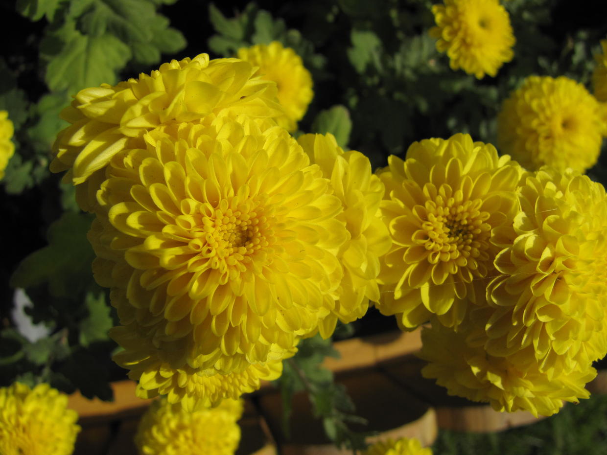 秋日菊花遍地有，秋菊茶也成热门，这些搭配要知道