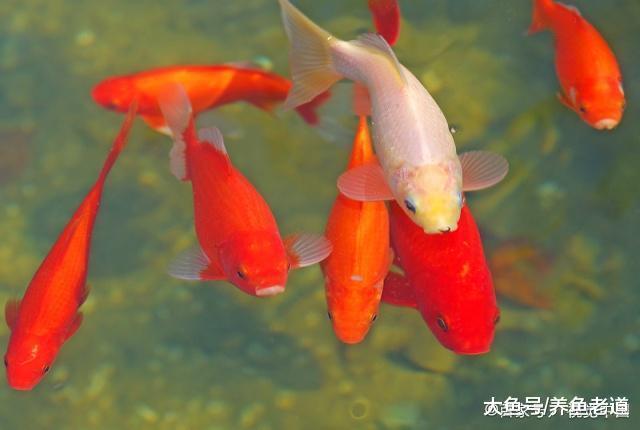 想要饲养金鱼或者锦鲤, 在这个季节里到底用不用加温?