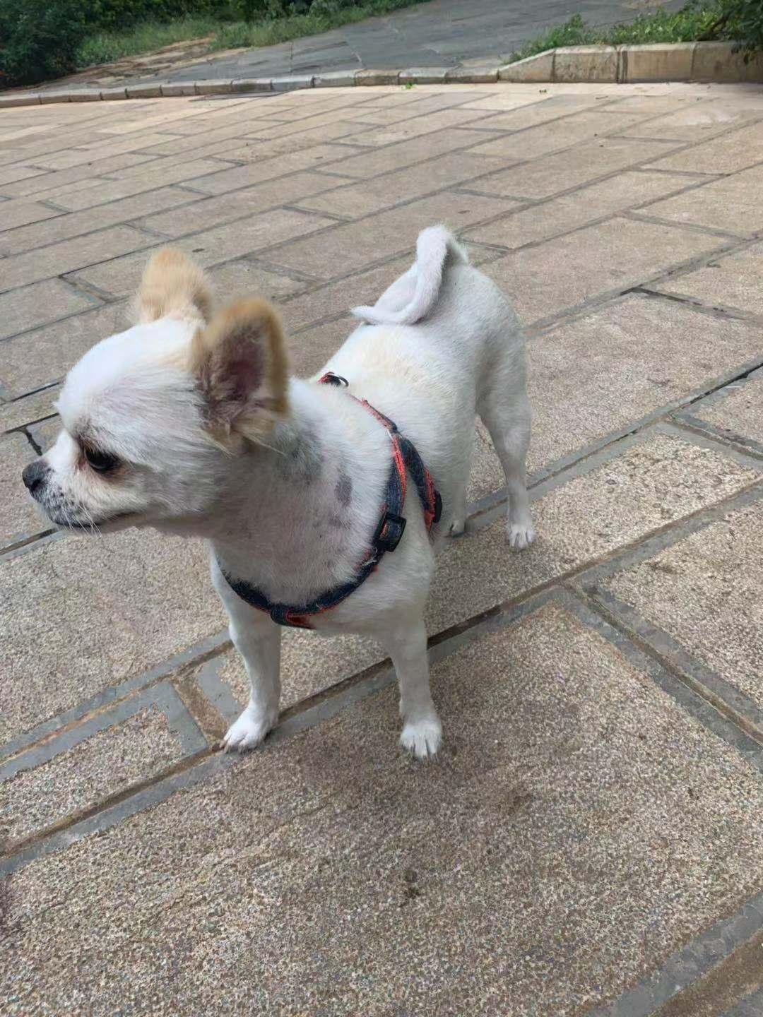 昆明中央丽城九栋丢失一只白色母博美犬