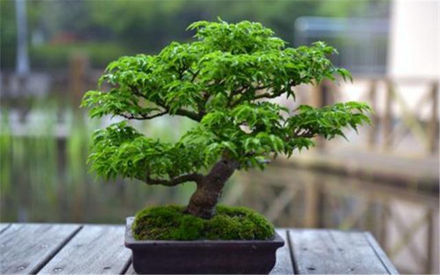 枫树盆景如何打理，后期养护要点，特别是肥料使用不可过多