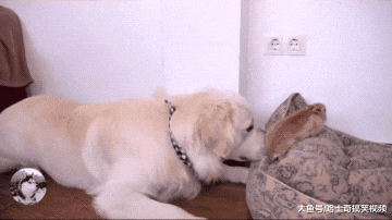 金毛把兔子当宝宝，拱它到窝里后自己睡地板，狗：长得很像我