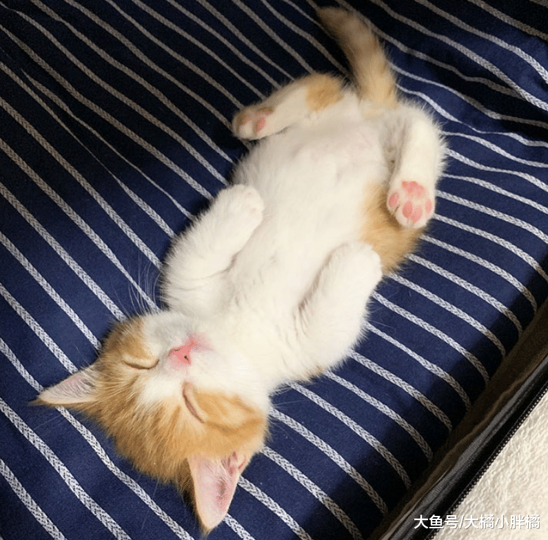 小猫睡觉姿势萌翻众人，仰面朝天睡得特香，一看就是铲屎官带大的