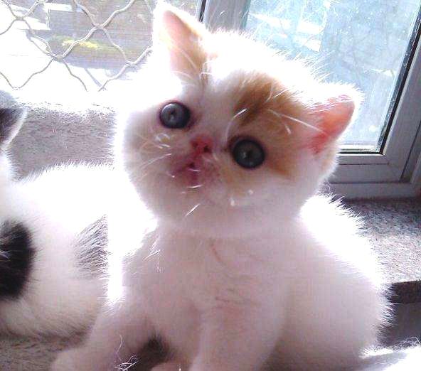 如何辨别纯种猫咪