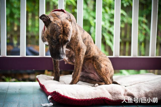 怎么教狗狗，几十年来变化超大，很多主人觉得训犬不应用暴力