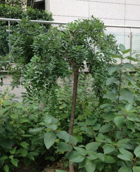 参观马伊琍曾经住过的豪宅，从小就富养女儿，配置几十万大钢琴