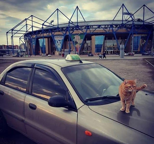 流浪猫投怀送抱，被司机收养，没想到竟带来意外的好运……