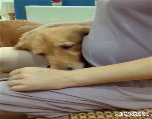 女主人说肚子里有“宝宝”，金毛的态度就变了，还凑上前去听胎动