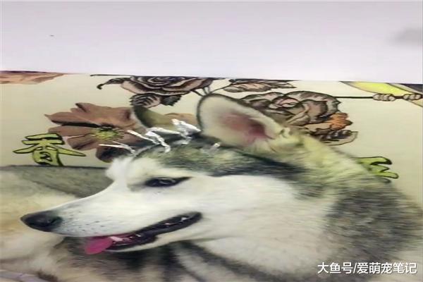 主人给哈士奇做锡纸烫，搞得还有模有样的，二哈：离渣男不远了！