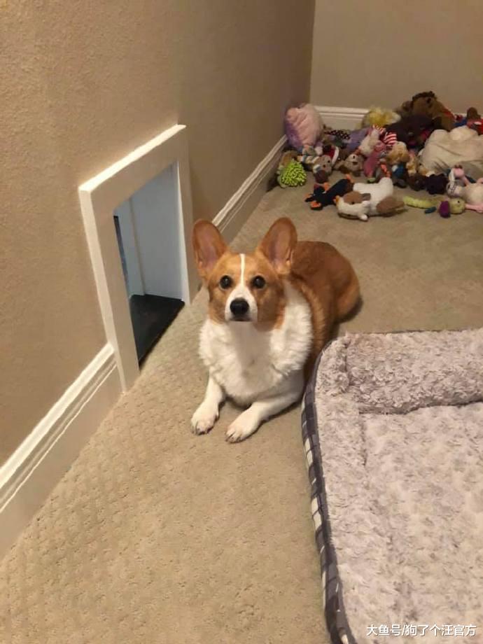 学校表白墙直播狗狗安全，这是一群什么天使啊