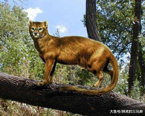这种史前生物是最古老的猫科动物，实力比现在的猫科小太多了