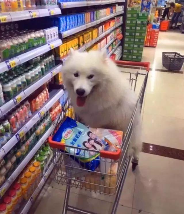 网友家的萨摩耶是一只大胃王的狗, 吃啥啥不剩, 就是不吃狗粮