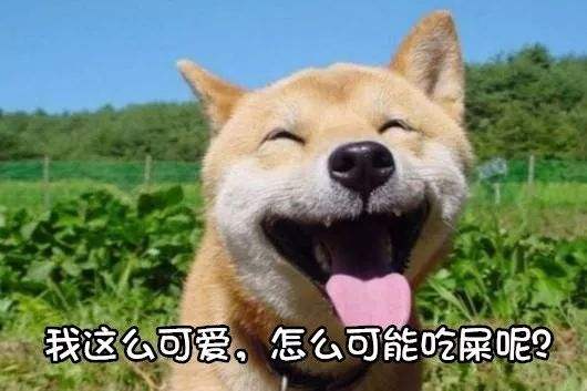 狗狗為什么喜歡吃屎？看完你就明白了！