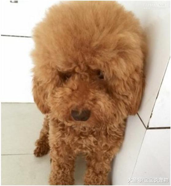 主人让三只狗子去墙角罚站，主人回头一看，这模样差点让他笑喷