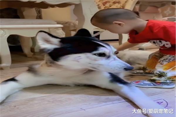 小主人学习画画，每天都拿二哈当模特，汪：为这个家操碎了心！