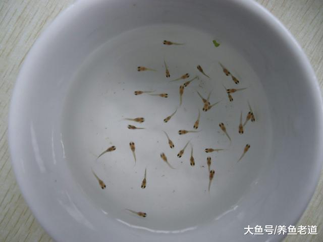 实践证明，鱼卵的大小有可能关乎到卵生观赏鱼繁殖的成败！