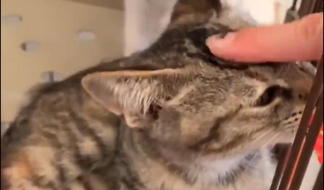 流浪猫各种凶主人，又哈气又炸毛，舔了一口肉泥后变成了软萌猫咪