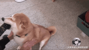 女主人刚跟男友说无聊，柴犬就送来遥控器，朋友也笑翻了