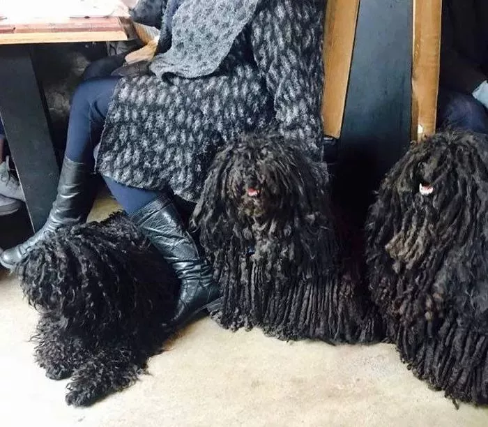 在澳大利亚，遛狗时一定要当心...