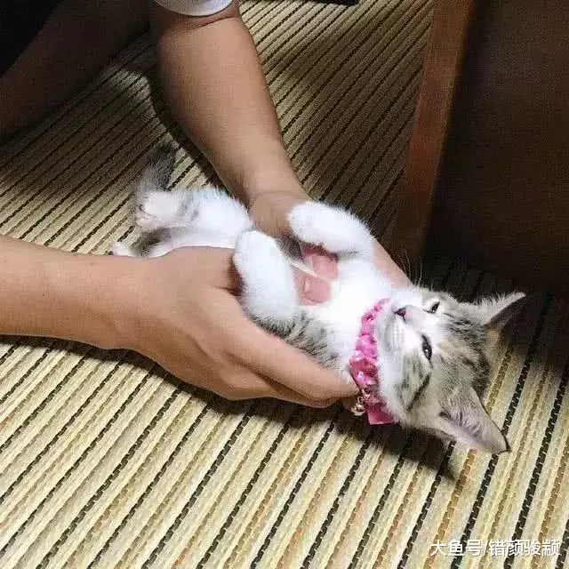 小奶猫被主人抚摸了几下，就仰着头睡着了！太可爱，真想偷偷抱走