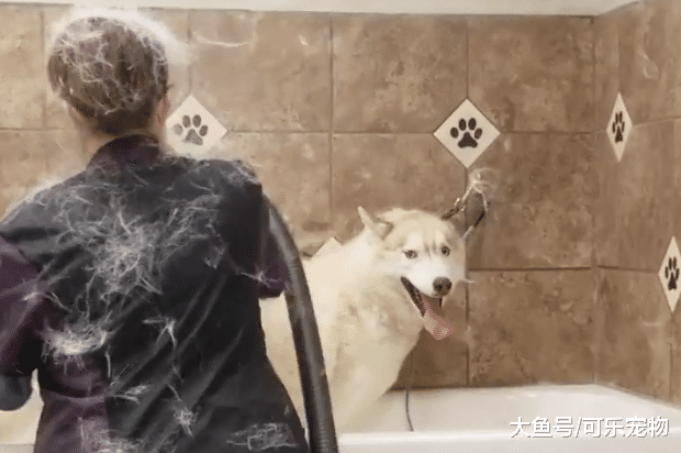 哈士奇堪称掉毛机器，吹毛的时候如同下雪，主人收集毛做成小二哈