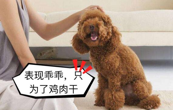 并不是所有狗都“认主”，有这些行为的狗狗，并不认你为主人！