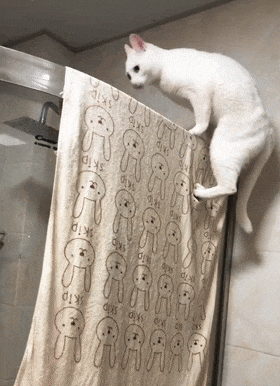 主人給貓咪洗毛毯，搭在浴室玻璃上晾曬，貓：這床放的有點高……