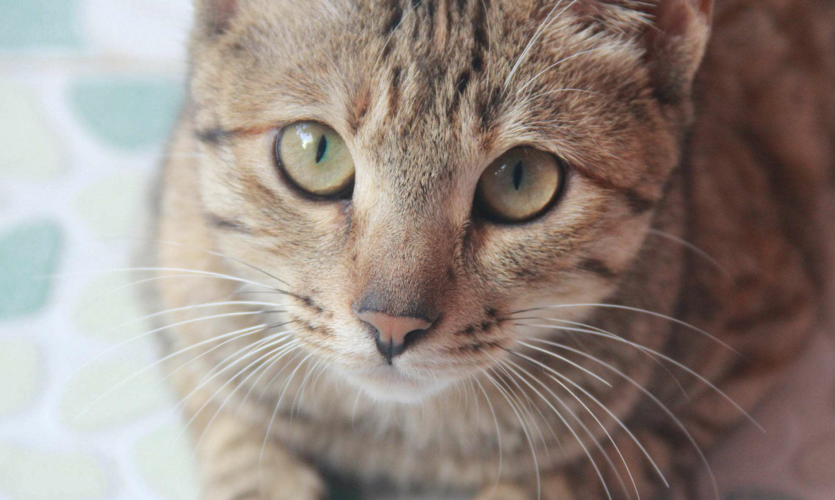 宠物大麻的新兴困境