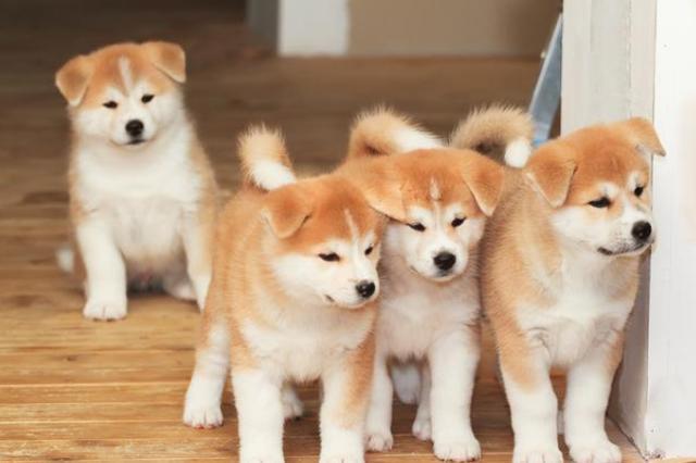 养狗的9个好处, 难怪那么多人养狗, 我也想养一只