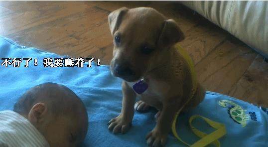 为了照顾睡着的小主人，狗狗困极了也不敢睡