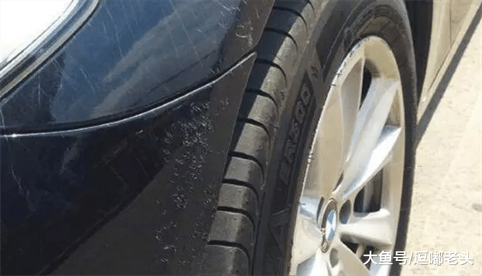 见过拆宝马的狗子没？铲屎官：看到后我想哭