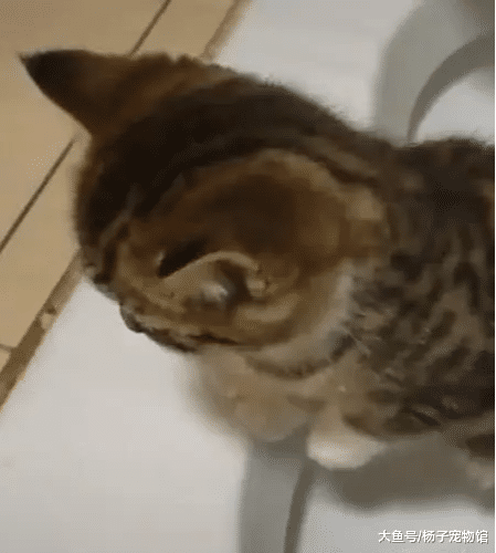 猫咪“便秘”占厕所不出来，主人焦急等待，网友：小爪爪抢镜了！