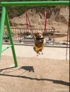 金毛荡千秋时害怕摔倒，jiojio一直扶着绳子，享受的表情萌翻路人