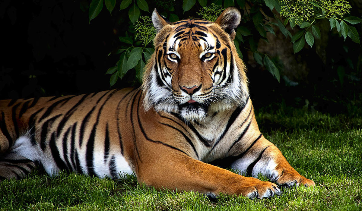 俗话说老虎的屁股摸不得，难道摸其他部位就没事了吗？