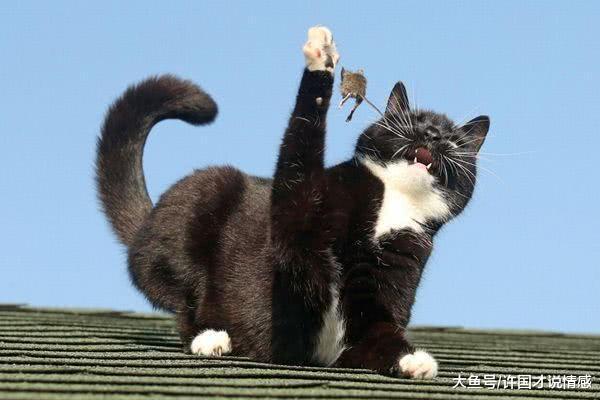 两只老鼠当着猫咪的面，耍起了拳脚功夫，吓得猫咪独自在风中凌乱