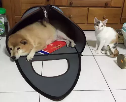 主人带狗子去宠物店洗了澡回来，猫们就疯狂的吸它，笑屎了...