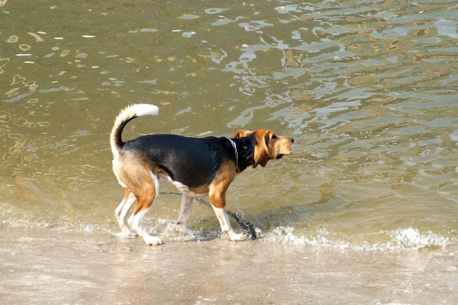 养过那么多的狗狗里，我最喜欢个性鲜明的比格猎犬！