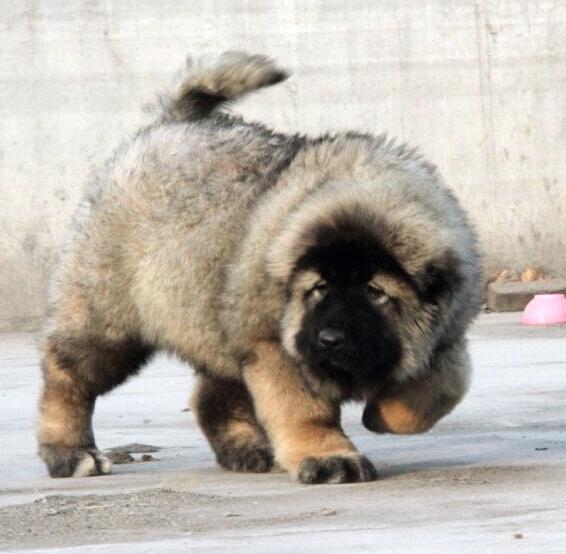 科学的补钙对高加索犬有什么重要意义