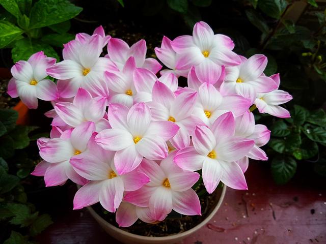 此花，花朵粉嫩丰腴、娇憨可爱，漂亮又好养，几乎是丢土里就能活