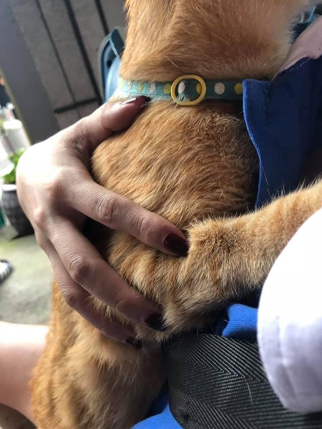 店铺突然起火，主人仅能拯救出两只猫咪，发千字长文叮嘱其他主人