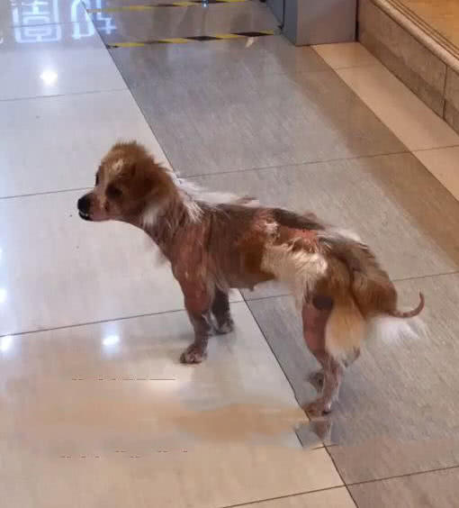 男子好心收养全身是伤的流浪狗，两个月后模样蜕变，网友：真漂亮