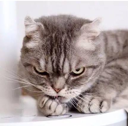 网友网购一只猫，天生凶相，无奈打扮成萝莉模样