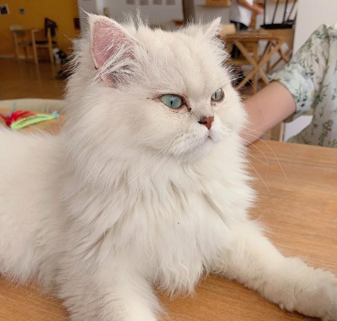 这几种抱抱方式猫咪并不喜欢，铲屎官却总爱做，还很容易被喵伤着