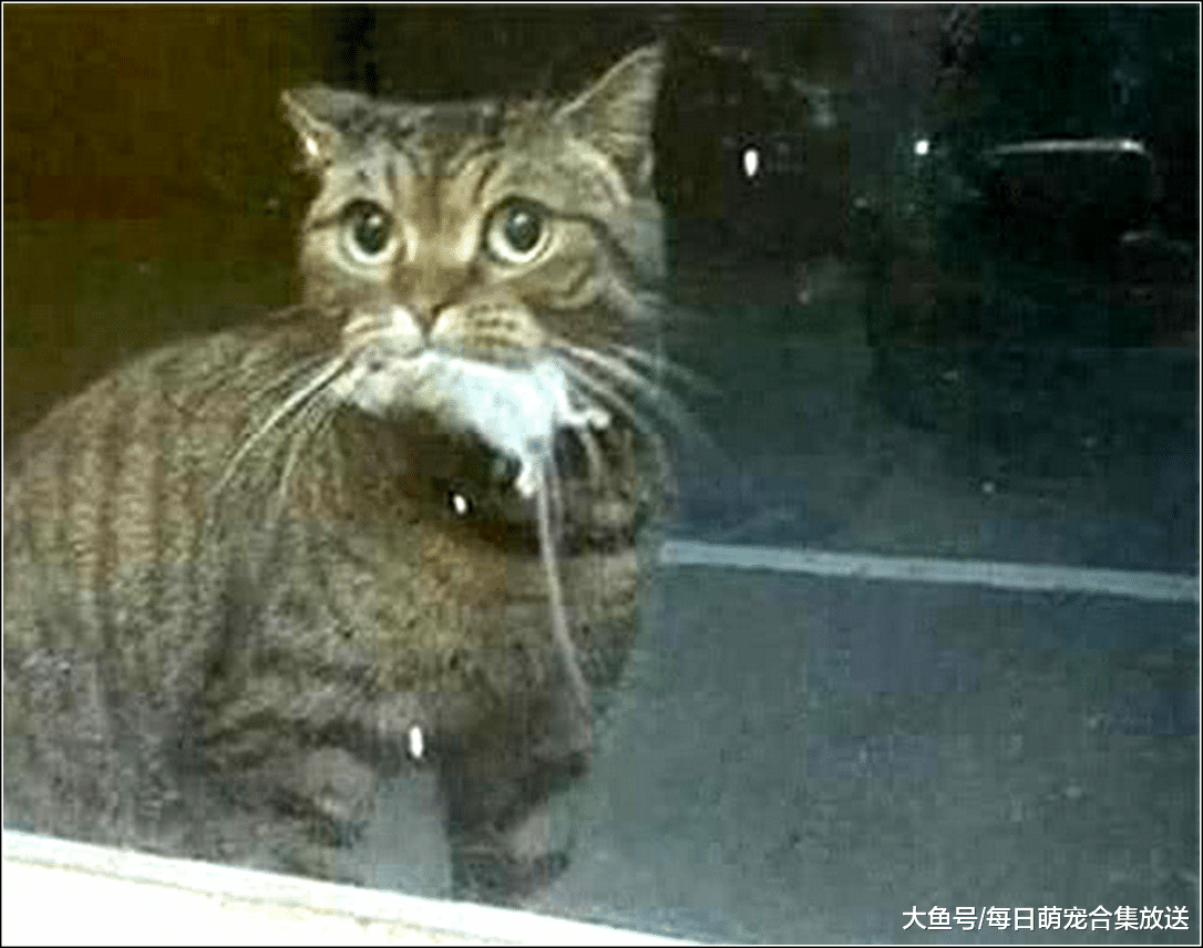 猫咪叼着老鼠送给恩人，他却将它拒之门外，结果猫咪当场落泪了