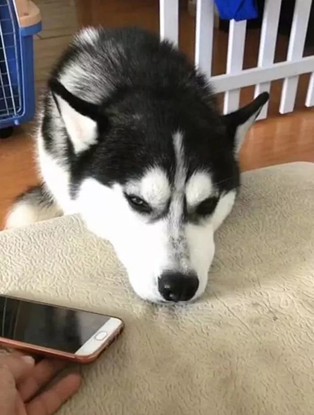 熟睡的二哈被音乐吵醒，将手机叼进垃圾桶，主人气急：给我捡出来