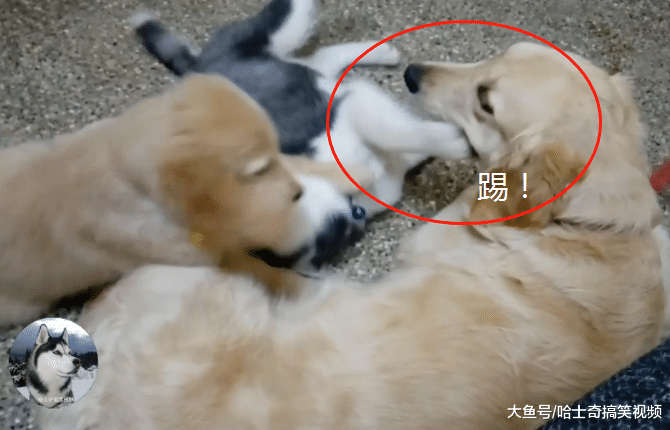 二哈跟金毛抢妈妈，结果“大打出手”，谁是亲生的很明显了