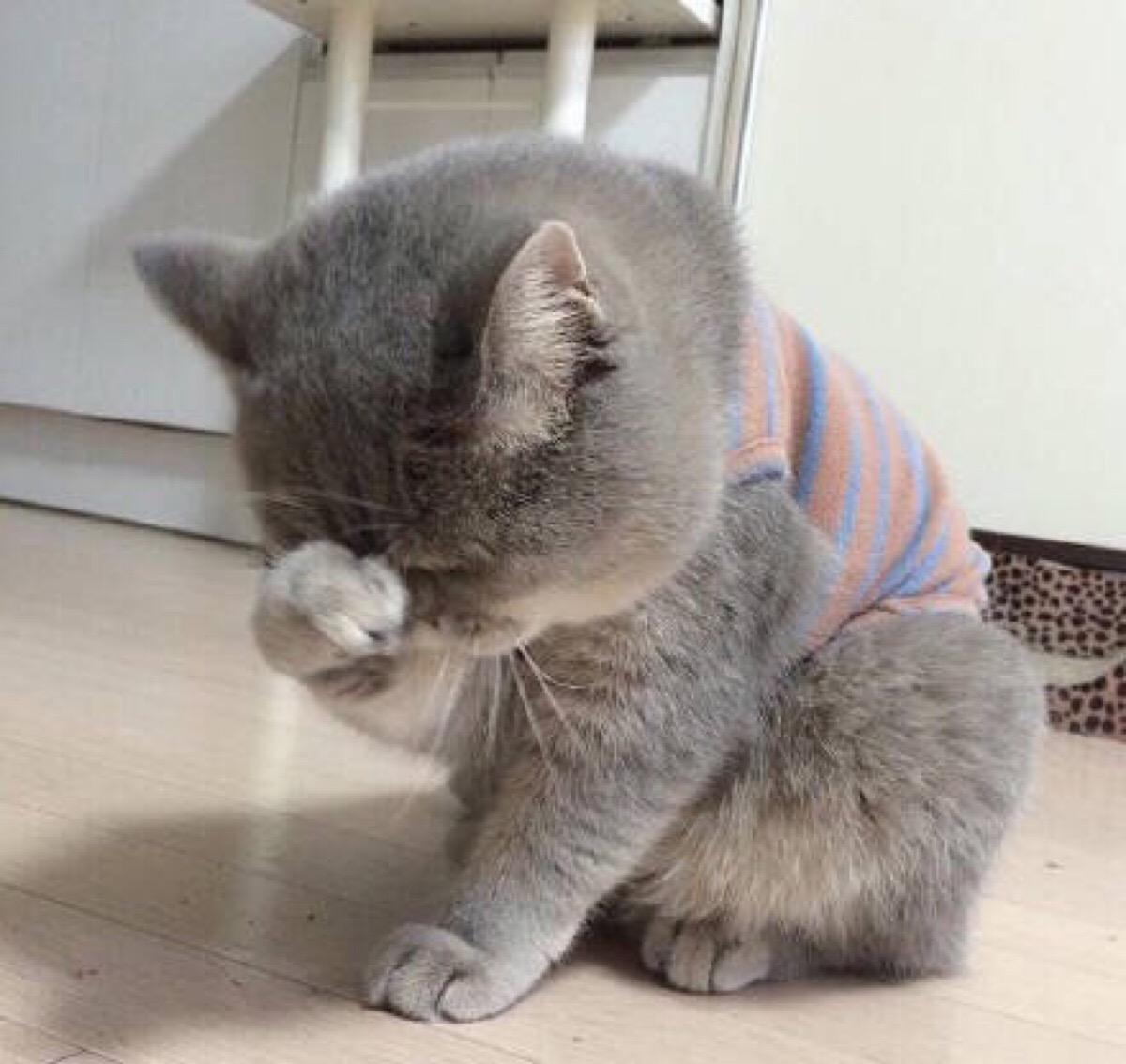 猫咪偷鱼被抓，死乞白赖不放手，这幅表情绝了