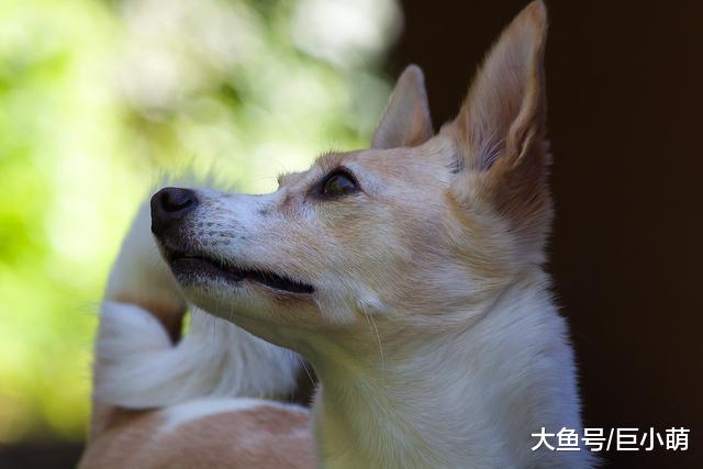 狗狗想要什么就对主人大叫，这样对吗？错在主人，要改